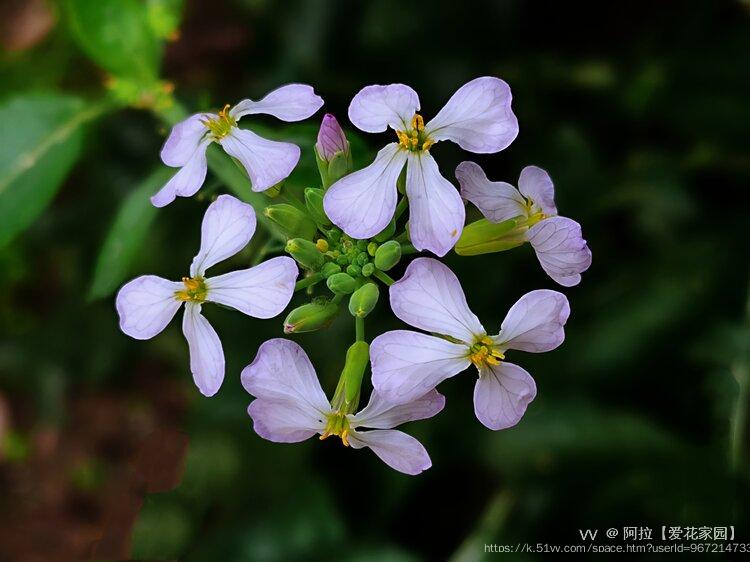 阿拉【爱花家园】