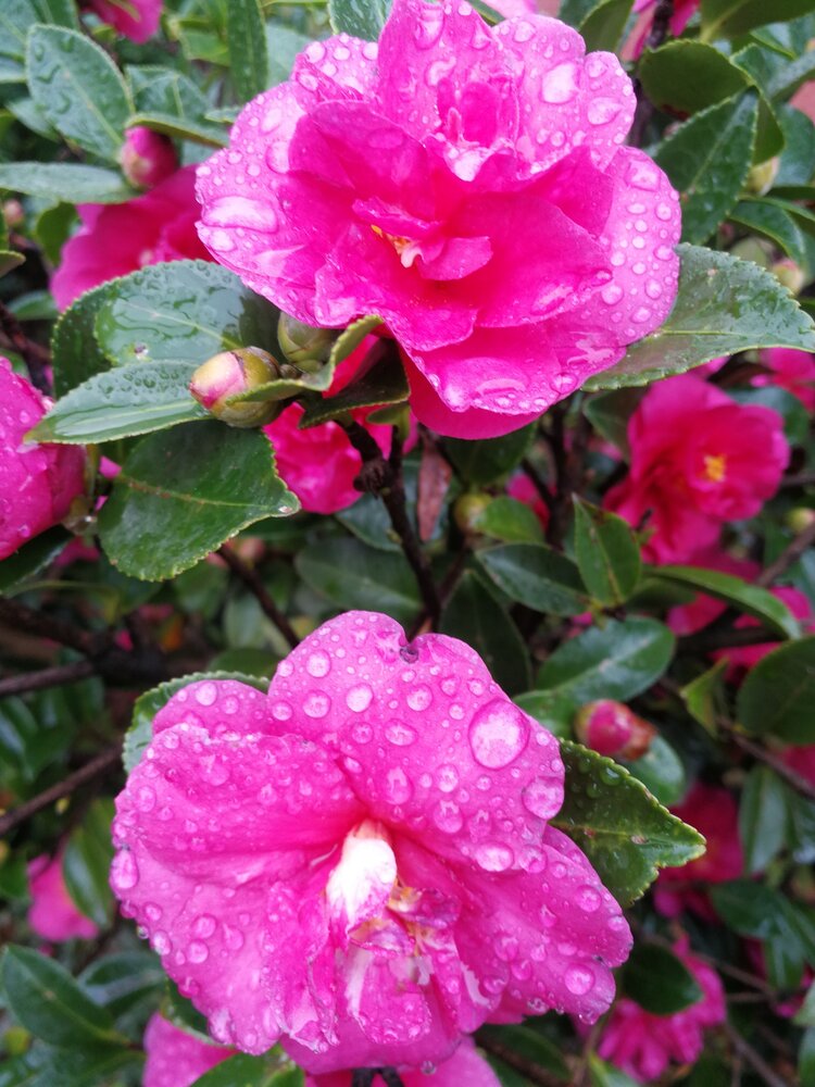 雨婷