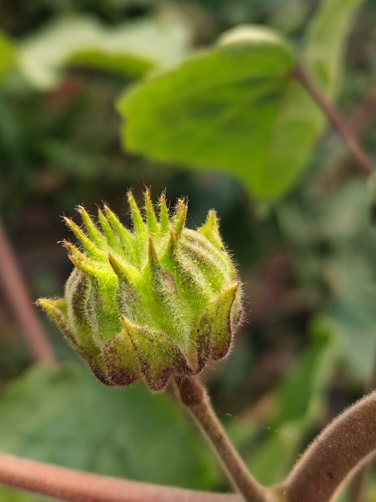 原创首发偶遇一棵青麻的美