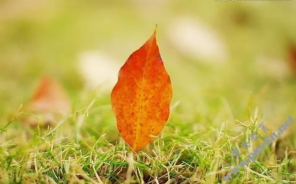 青青草