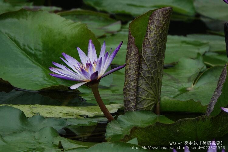 雾中花【美摄视界】