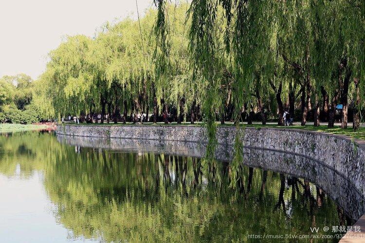 万条垂下绿丝绦原创