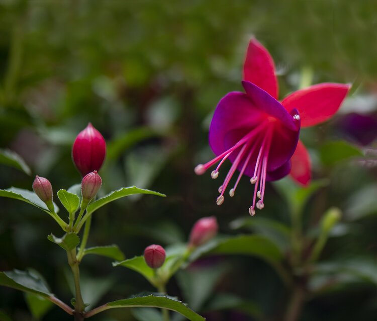 紅色吊鐘花