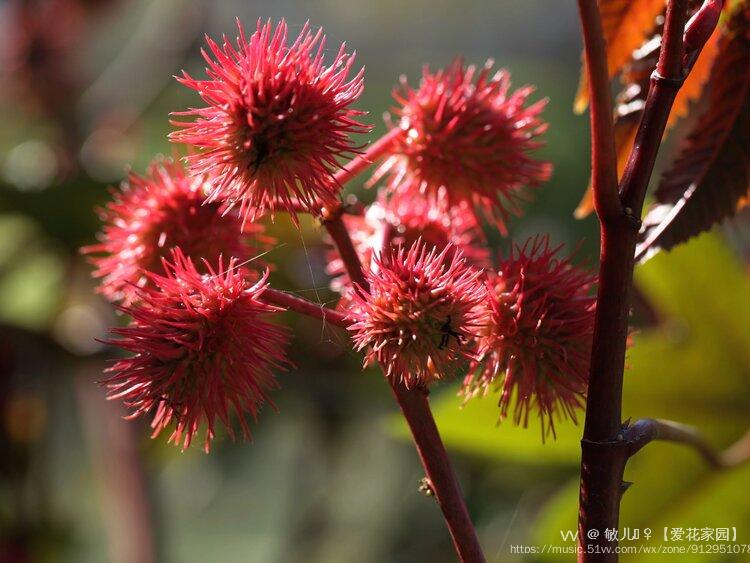 花城廣州紅篦麻