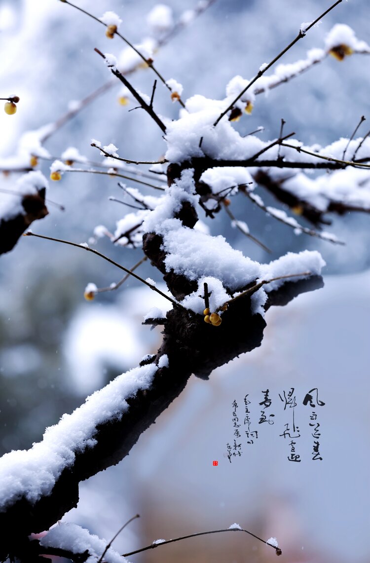 雪中梅