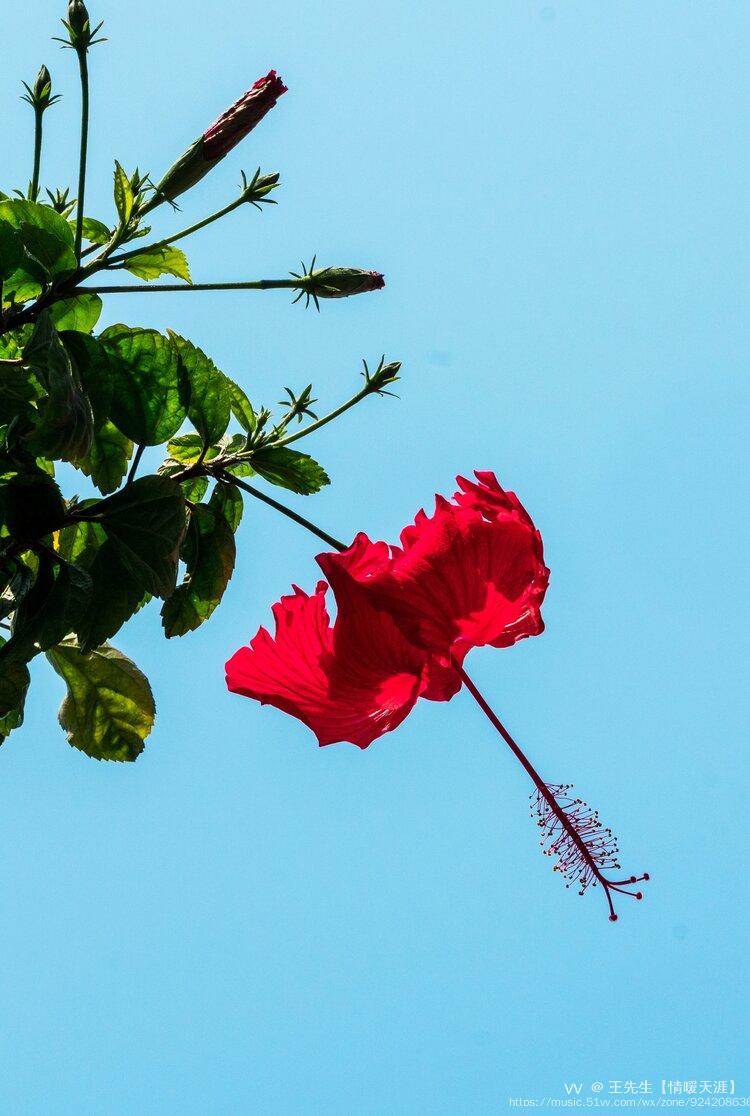 吊灯扶桑花的寓意图片