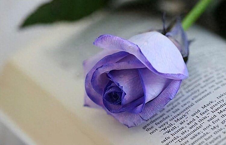 小浅🎤V娱热点