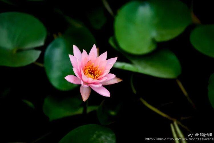 和善是金作者嚎哥笔名那江烟花