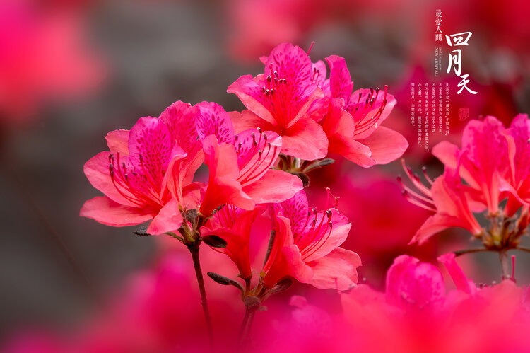 柳之影【美摄视界】