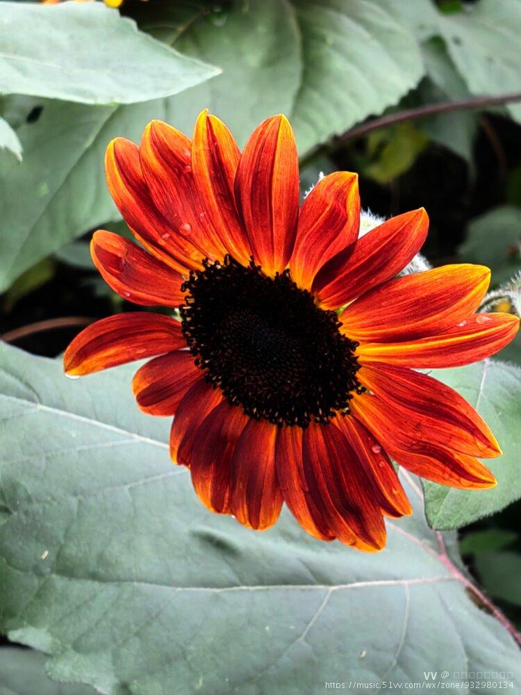 向日葵～俄罗斯国花