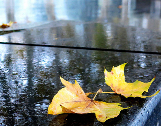 秋日杂感作者/康桥塞外秋来天气凉,雨打黄叶落西窗.