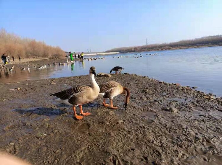 沈阳鸟岛冬天大雁图片