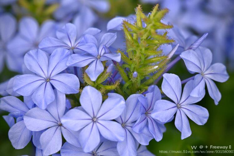 勇敢率真藍雪花首發