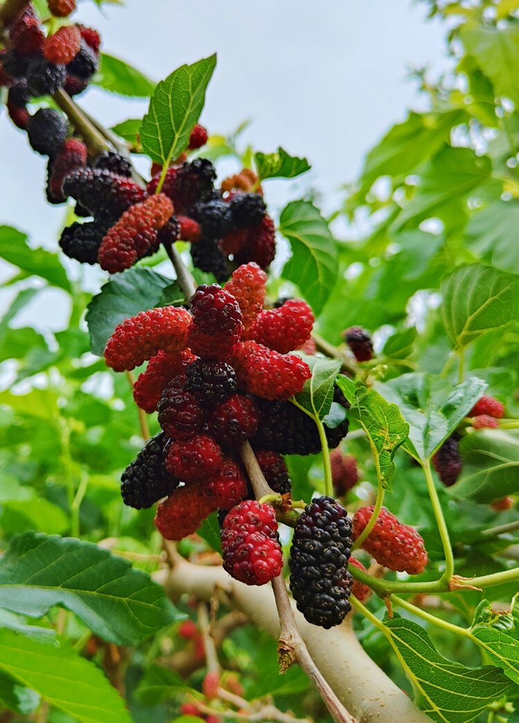 醒目红桑葚,青枝满果沉.招摇滴绿叶,触景引心神.