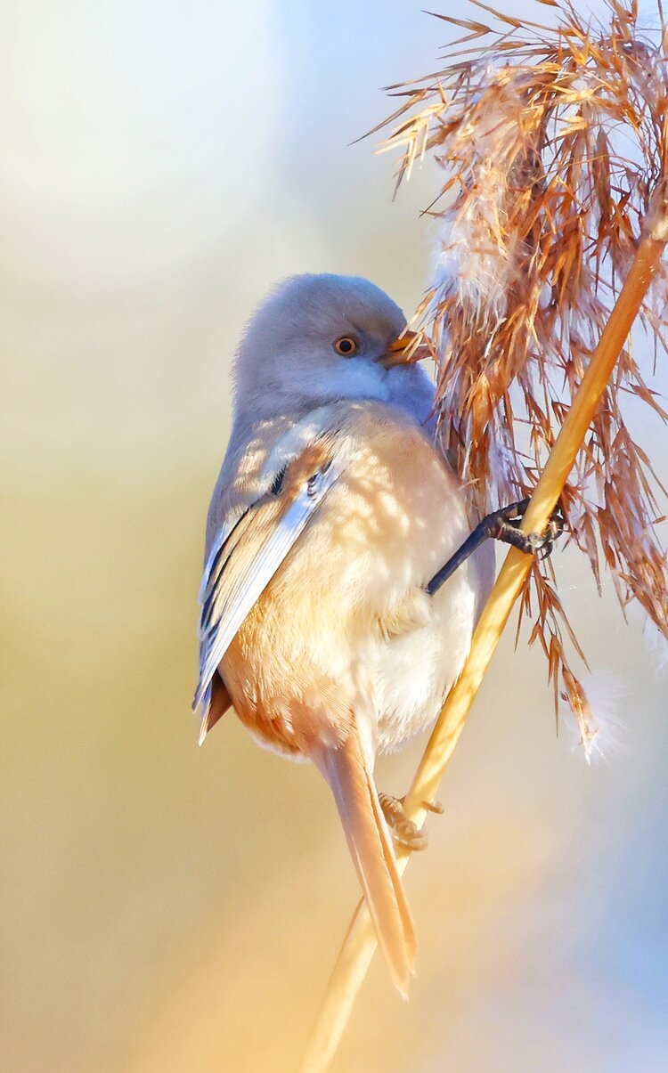 憨态可掬人见人爱文须雀