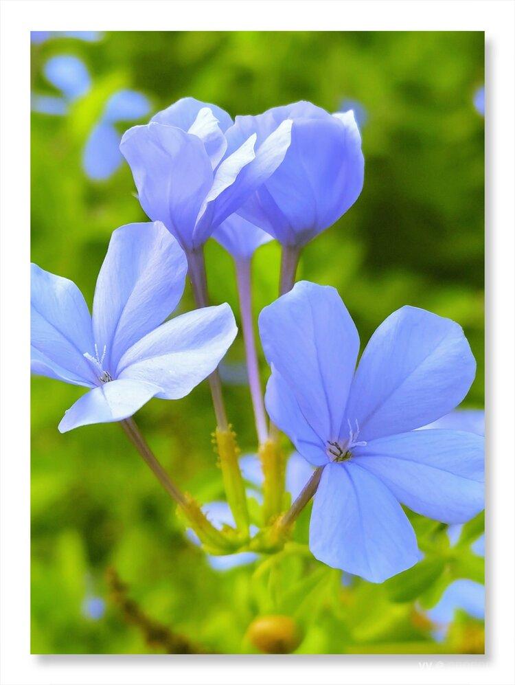 宁静淡雅的蓝花丹首发