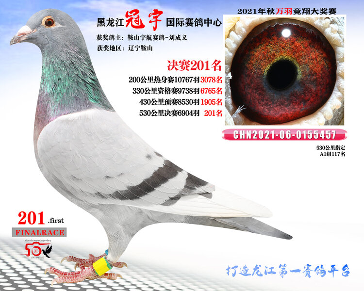 龙哥