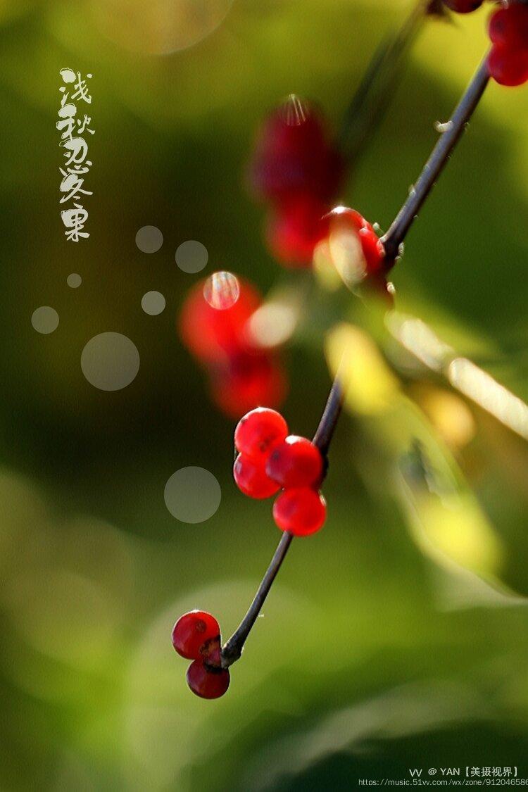 浅秋忍冬果红了