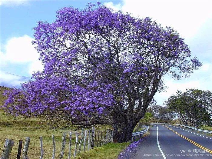 朗诵一棵开花的树