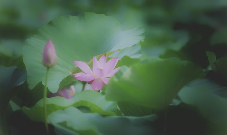 依恋草原（王志强）苏州
