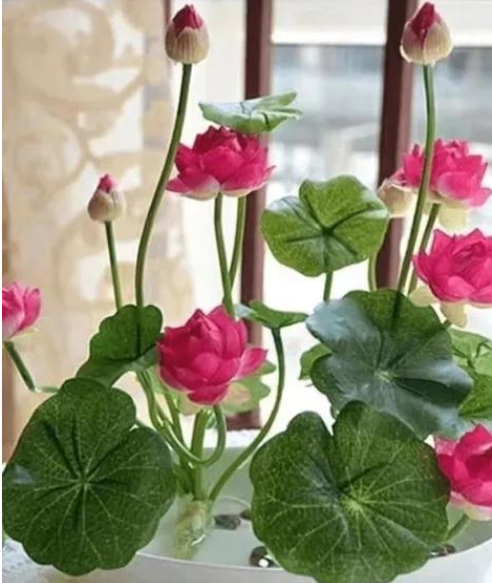 小浅🎤V娱热点