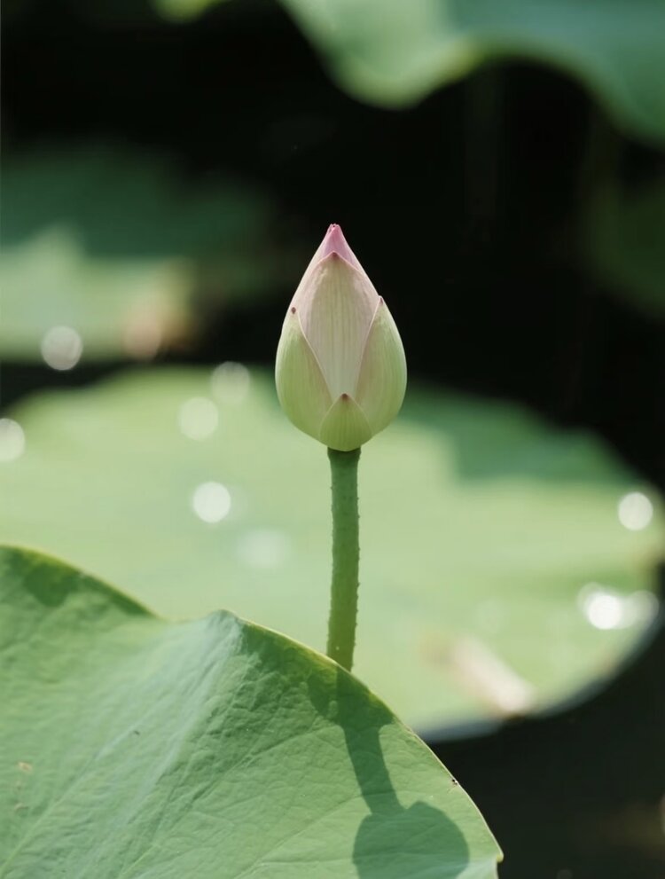 小浅🎤V娱热点