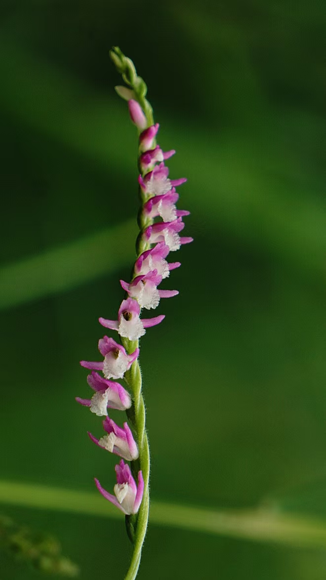 用镜头走进身边的花草树会发现在绿色王国的爱情故事植物的种类花茎叶