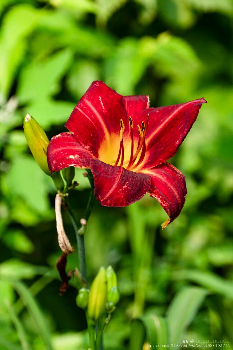 首发红色萱草花3