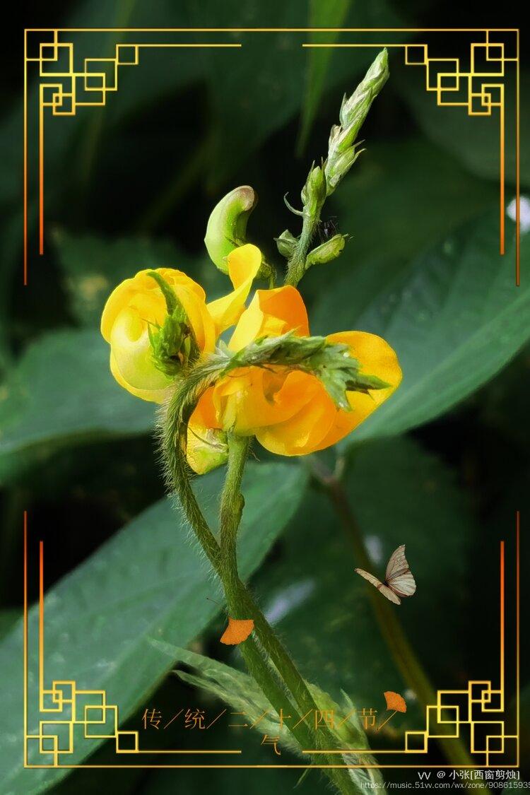 绿豆瓣花的图片欣赏图片