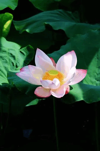 友老师(排列不分顺序)配文音乐:青莲花【原创首发】图片来源来自网络!