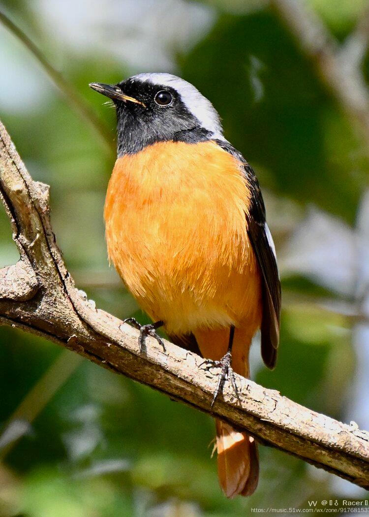 风度翩翩的冬候鸟黄尾鸲