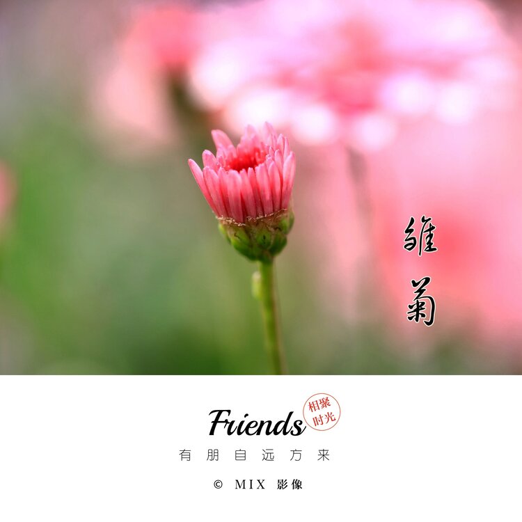 阿东[爱花家园]