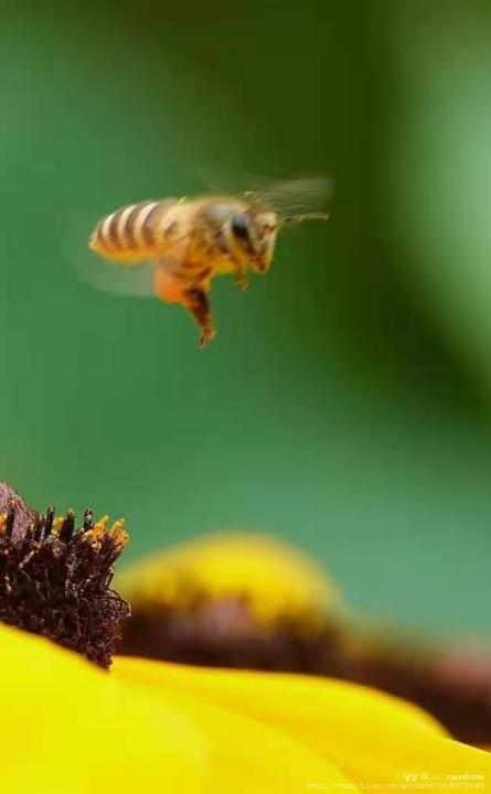 野蜂飞舞
