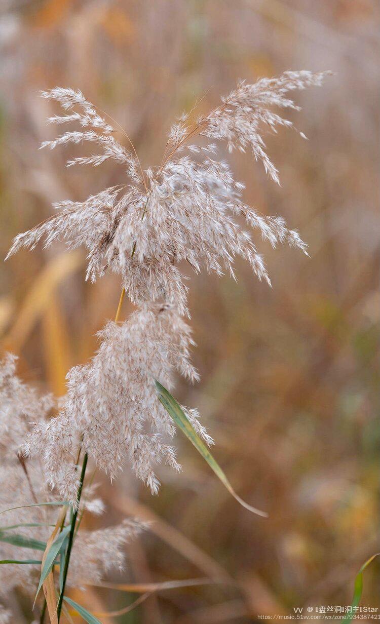 首发行摄广粤初冬芦苇花