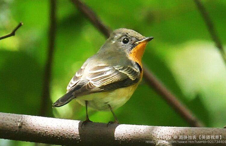 游侠拍客【美摄视界】
