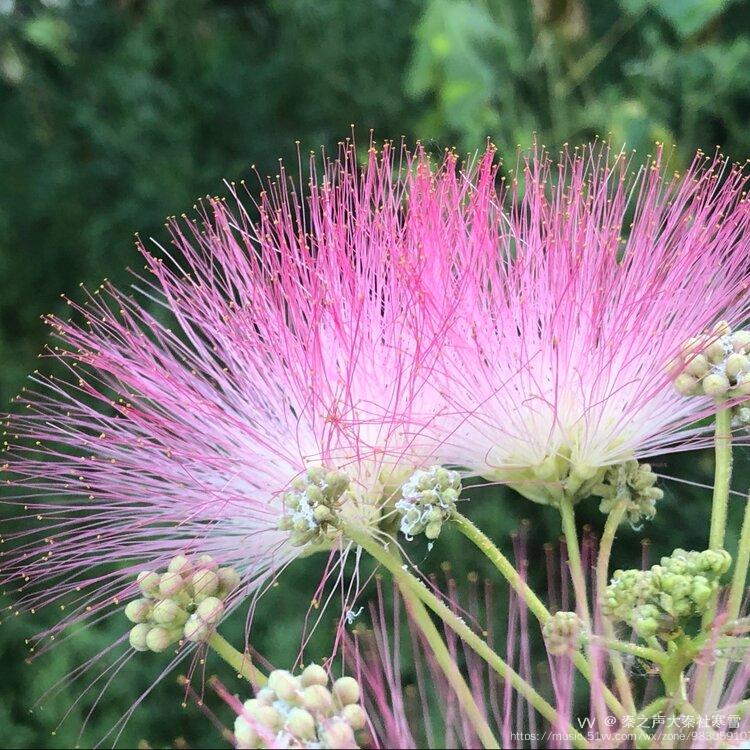 合合歡歡合歡花手機拍攝