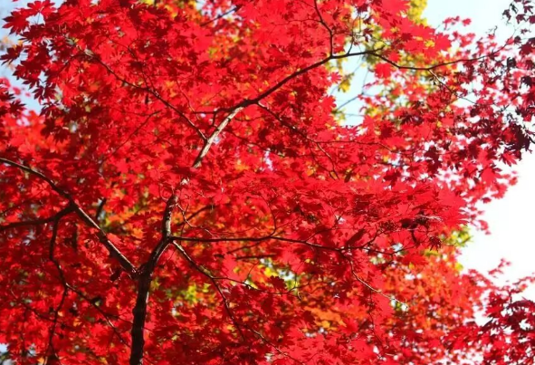 雪儿🎤V娱热点