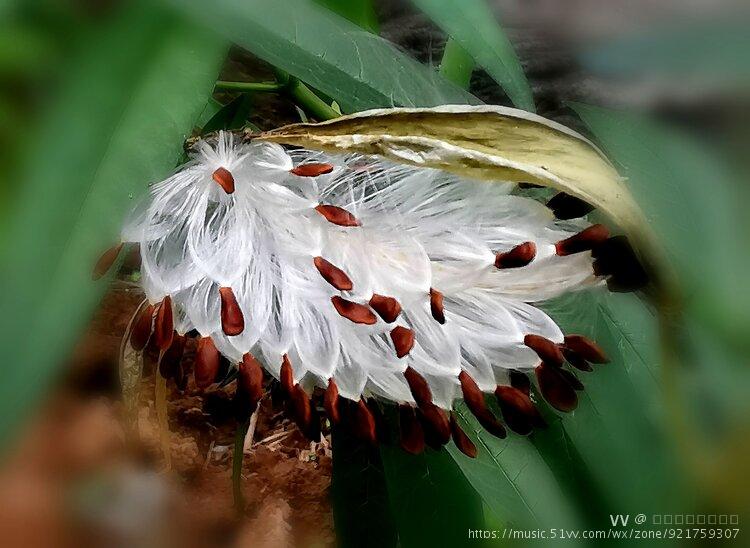 首发再拍马利筋果实