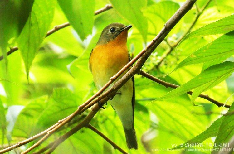 游侠拍客【美摄视界】
