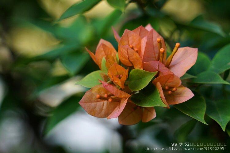 勤花塔橙三角梅