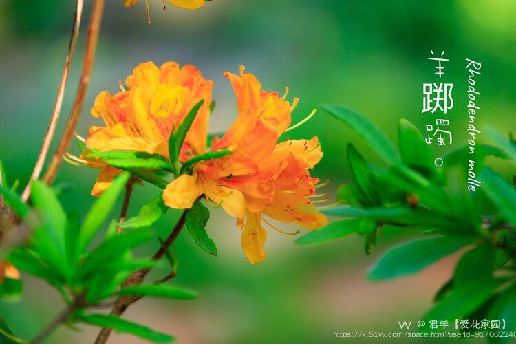 君羊【爱花家园】