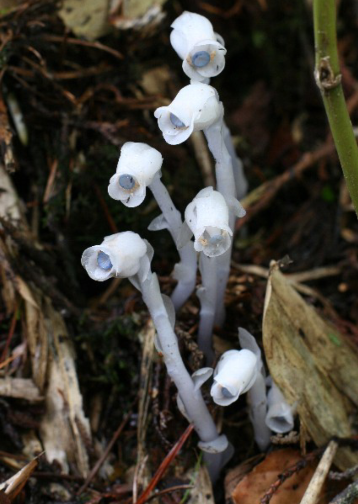 首发死亡之花水晶兰