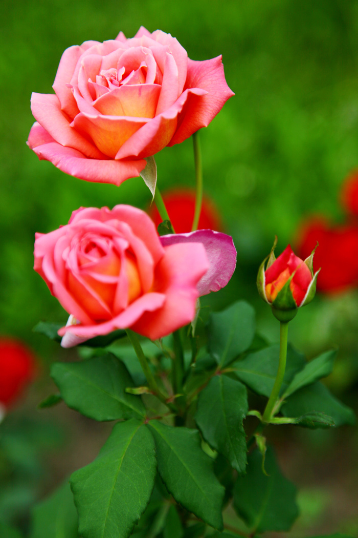 夏花深处爱正浓作者:西子 "2021-5-22"一直在等待