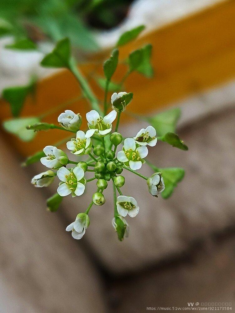 香荠菜开花图片图片