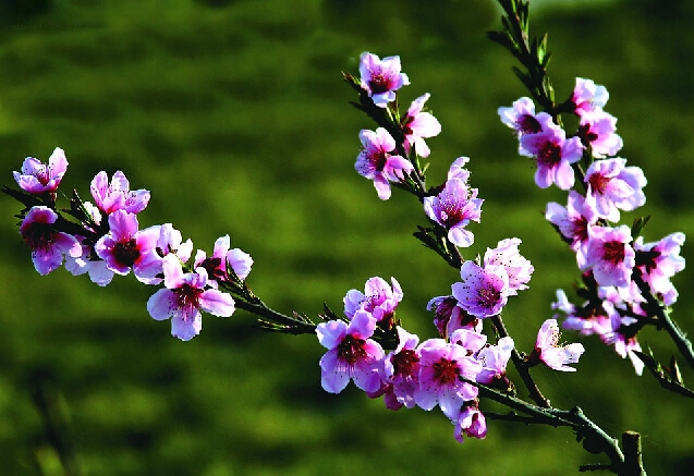 阳光三月,桃花怒放,粉红的桃花,千枝百态,就像火焰一般地怒放.