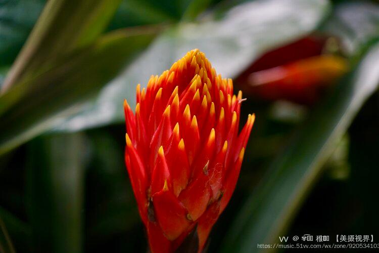 大咪头果子蔓,鸿运当头