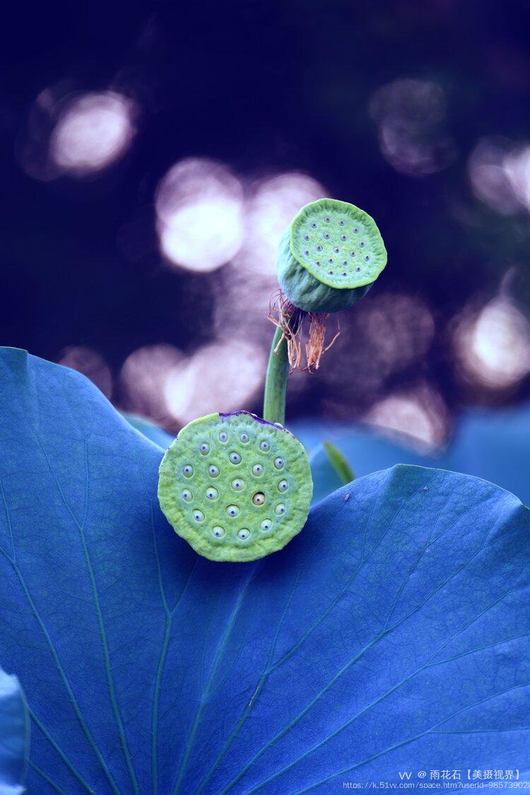 雨花石【美摄视界】