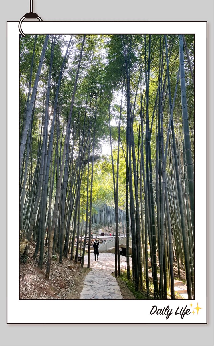 石塘竹海风景图片图片