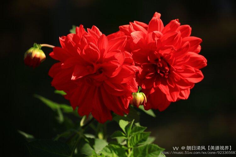 花被花萼和花冠的合称.文字来源/网络