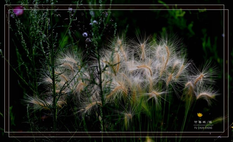 芒草生香芒草生香芒草生香